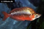glossolepis incisa glossolepis incisa