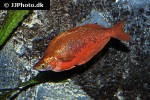 glossolepis incisa glossolepis incisa