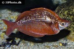 glossolepis incisa glossolepis incisa
