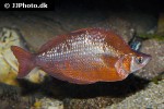 glossolepis incisa glossolepis incisa