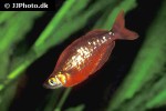 glossolepis incisa glossolepis incisa