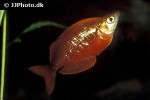 glossolepis incisa glossolepis incisa