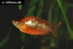 glossolepis incisa glossolepis incisa