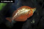 glossolepis incisa glossolepis incisa