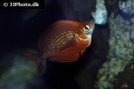 glossolepis incisa glossolepis incisa
