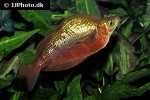 glossolepis incisa glossolepis incisa