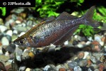 glossolepis incisa glossolepis incisa