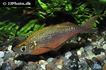 glossolepis incisa glossolepis incisa