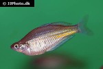 glossolepis ramuensis glossolepis ramuensis