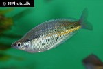 glossolepis ramuensis glossolepis ramuensis
