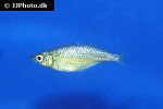 glossolepis wanamensis glossolepis wanamensis