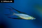 iriatherina werneri iriatherina werneri