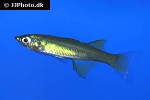 iriatherina werneri iriatherina werneri