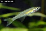 iriatherina werneri iriatherina werneri