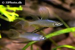 iriatherina werneri iriatherina werneri