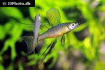 iriatherina werneri iriatherina werneri