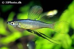 iriatherina werneri iriatherina werneri