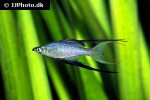 iriatherina werneri iriatherina werneri