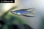 iriatherina werneri iriatherina werneri