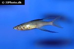 iriatherina werneri iriatherina werneri