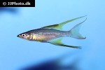 iriatherina werneri iriatherina werneri