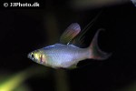 iriatherina werneri iriatherina werneri