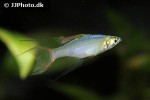 iriatherina werneri iriatherina werneri