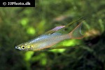 iriatherina werneri iriatherina werneri
