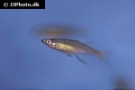 iriatherina werneri iriatherina werneri