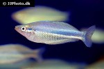 melanotaenia affinis melanotaenia affinis