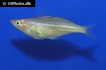 melanotaenia affinis melanotaenia affinis