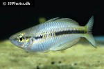 melanotaenia arfakensis melanotaenia arfakensis