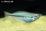 melanotaenia arfakensis melanotaenia arfakensis