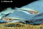 melanotaenia arfakensis melanotaenia arfakensis