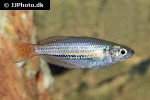 melanotaenia australis melanotaenia australis