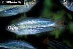 melanotaenia australis melanotaenia australis