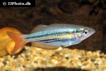 melanotaenia australis melanotaenia australis