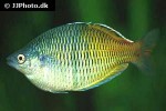 melanotaenia boesemani melanotaenia boesemani