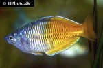 melanotaenia boesemani melanotaenia boesemani