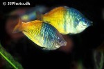 melanotaenia boesemani melanotaenia boesemani