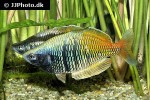 melanotaenia boesemani melanotaenia boesemani