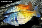 melanotaenia boesemani melanotaenia boesemani
