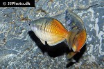 melanotaenia boesemani melanotaenia boesemani