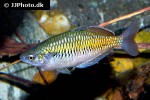 melanotaenia boesemani melanotaenia boesemani
