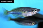 melanotaenia cf fredericki melanotaenia cf fredericki
