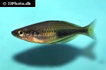 melanotaenia cf fredericki melanotaenia cf fredericki