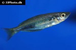 melanotaenia cf fredericki melanotaenia cf fredericki