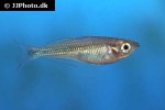 melanotaenia duboulayi melanotaenia duboulayi