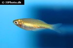 melanotaenia duboulayi melanotaenia duboulayi