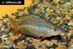 melanotaenia duboulayi melanotaenia duboulayi